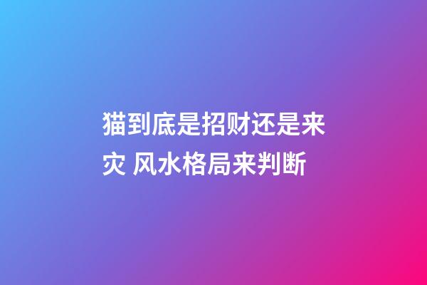 猫到底是招财还是来灾 风水格局来判断